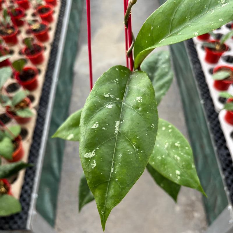 Hoya SP Aceh X-7