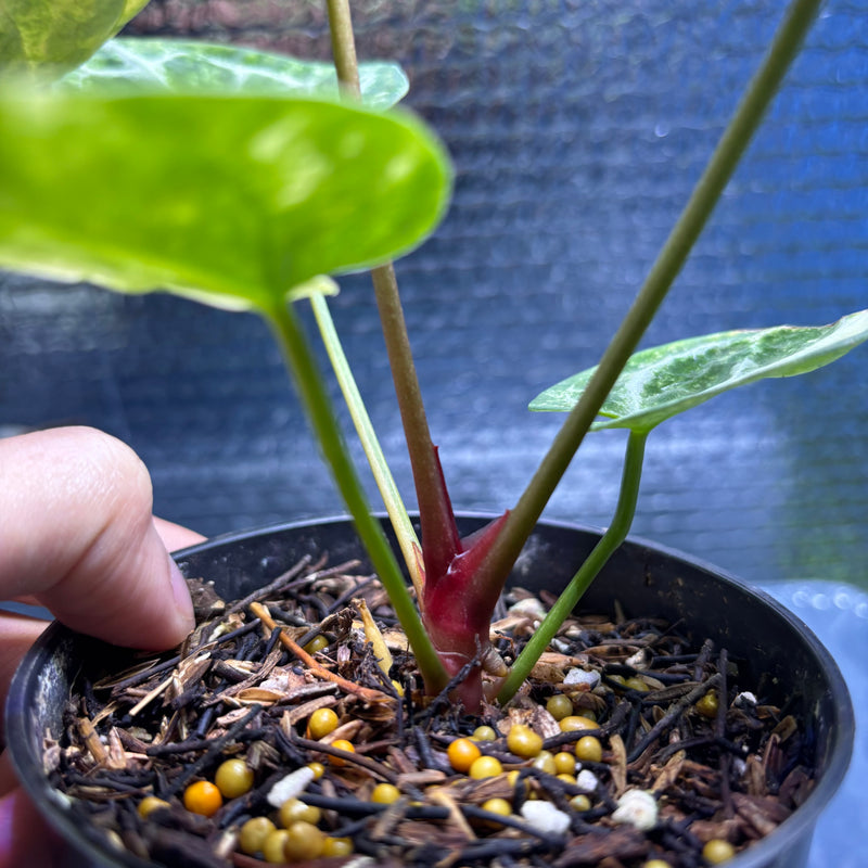 FS76-9 Anthurium Red Tiger x Michelle Variegated