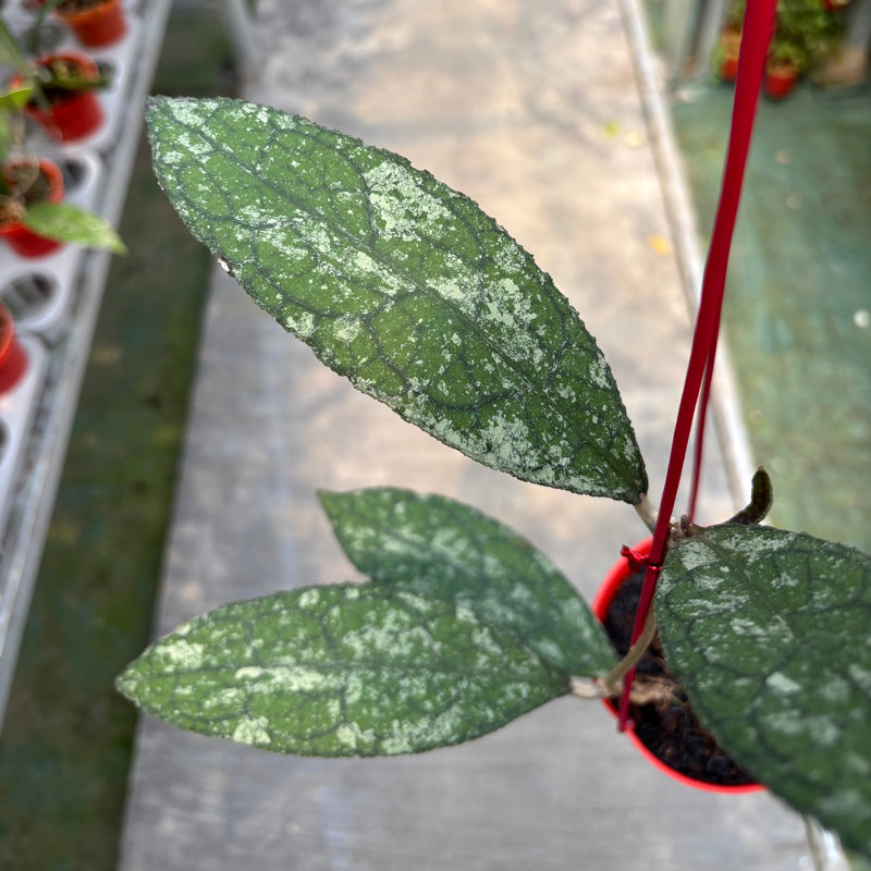 Hoya Clemensiorum Silver Splash
