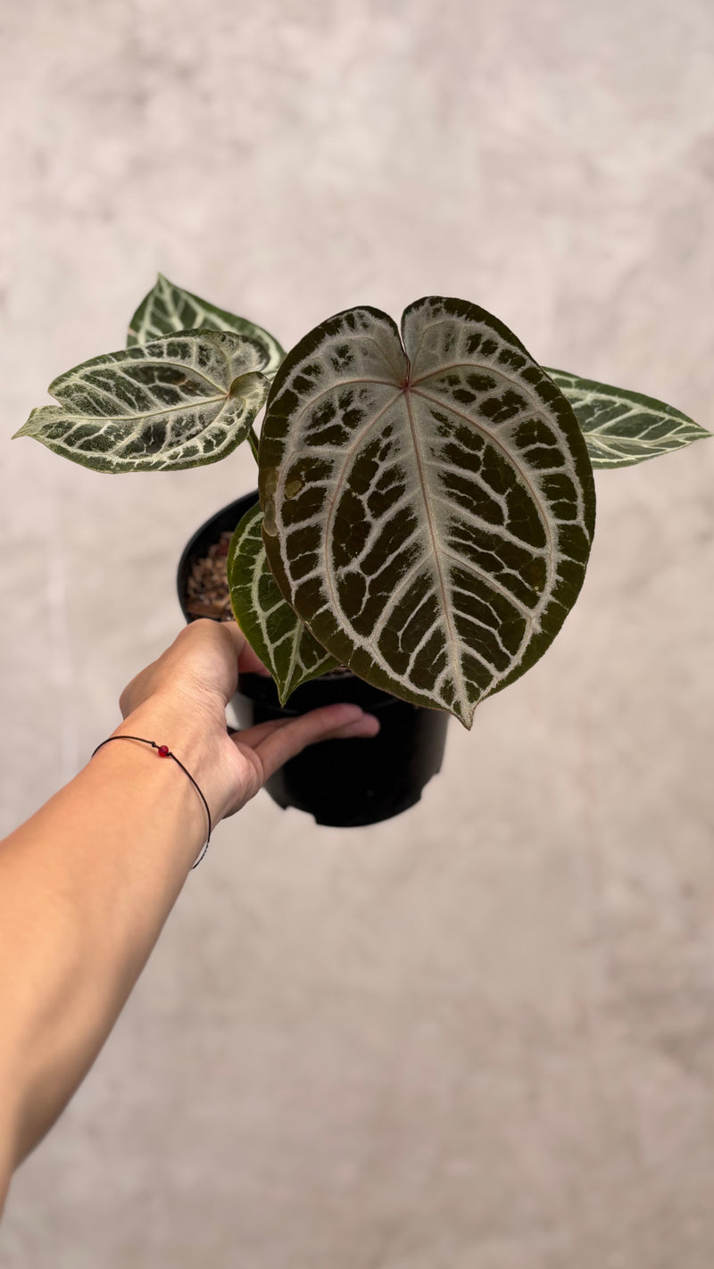 Anthurium Red Tiger Super Selected