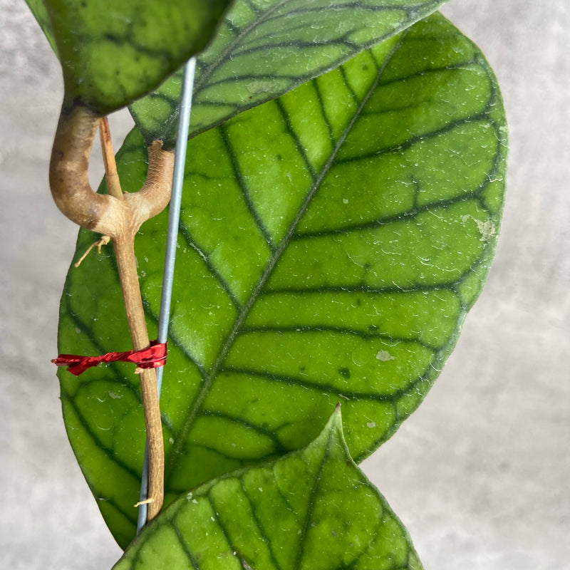 FS5-10 Hoya Callistophylla Round Leaf