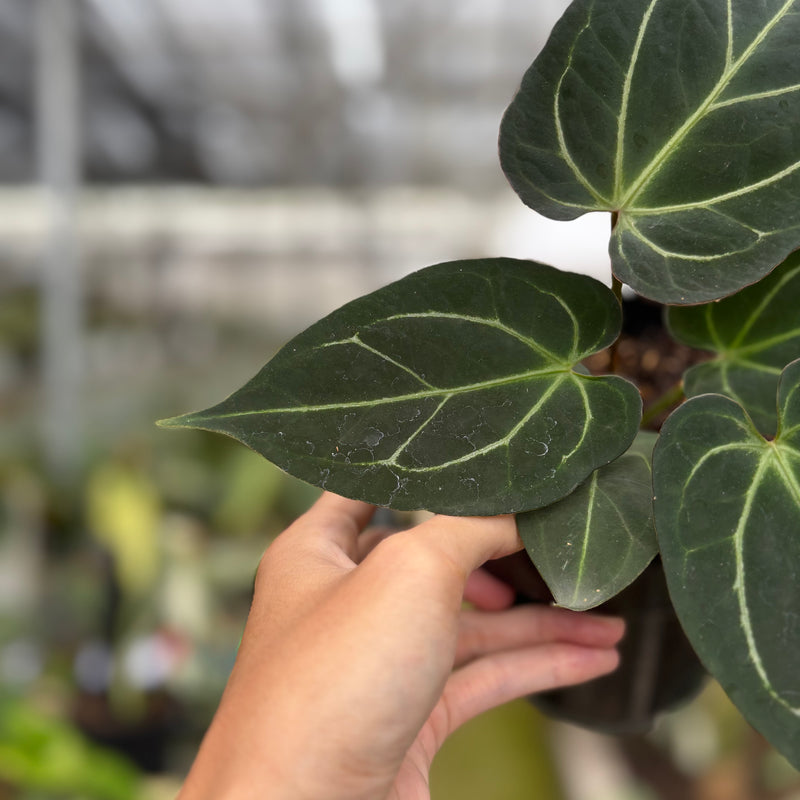 FS54-10	Anthurium KOS x Papilillaminum
