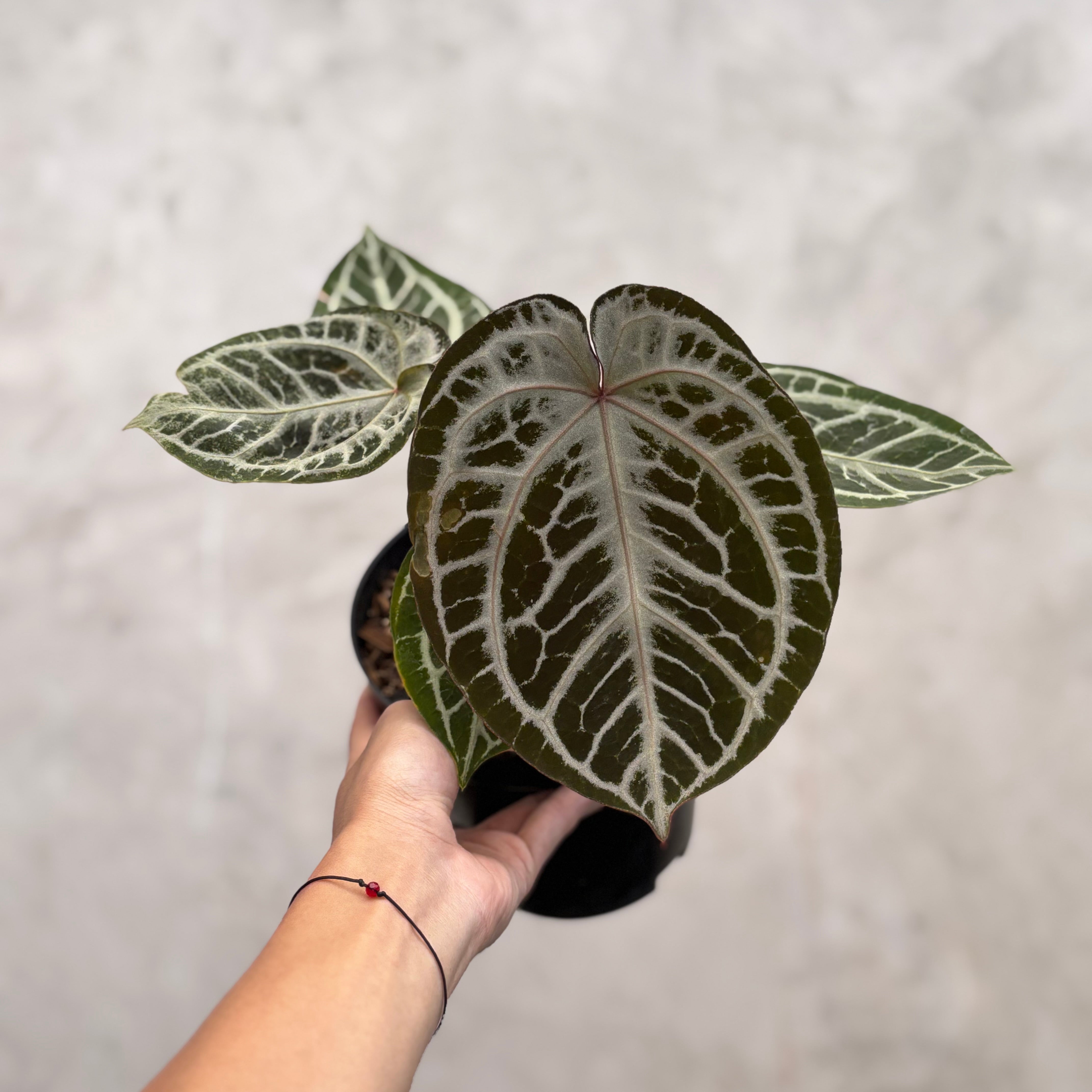 Anthurium Red Tiger Super Selected — Aroidasia