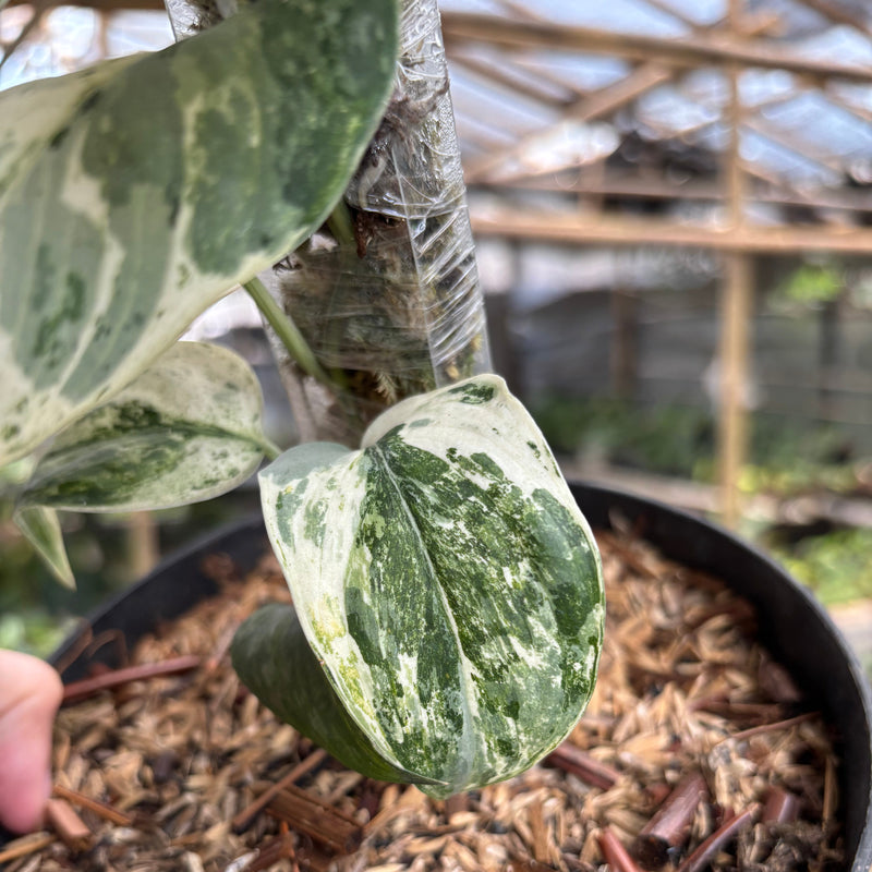 Scindapsus Exotica Albo