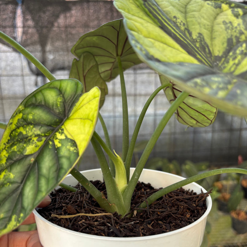FS65-9 Alocasia Dragon Scale Variegated Mature Size