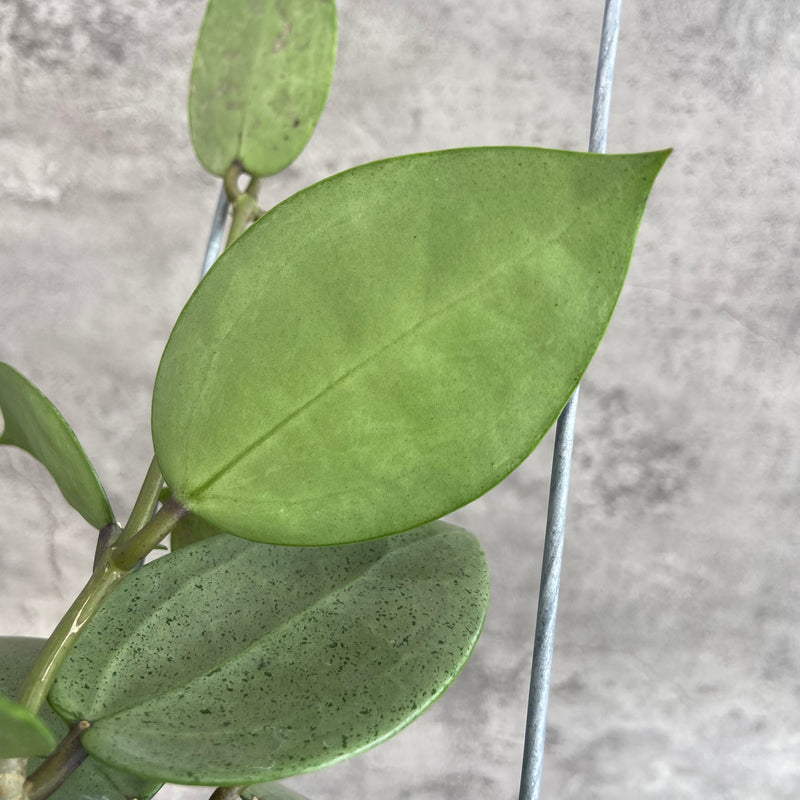 FS13-10 Hoya Parasitica Silver Heart