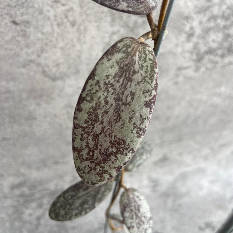 FS15-10 Hoya Sigillatis Silver
