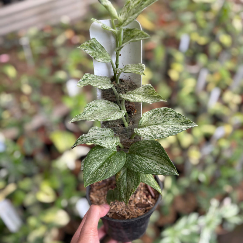 Scindapsus Moonlight Galaxy