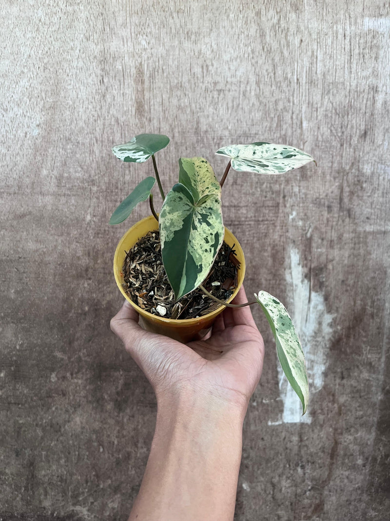 FS82-9 Philodendron Ilsemani Variegated