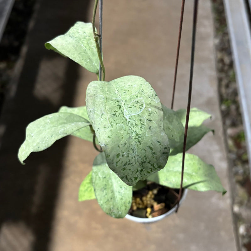 Hoya Ramona (AFF Vitellina x Callistophylla)