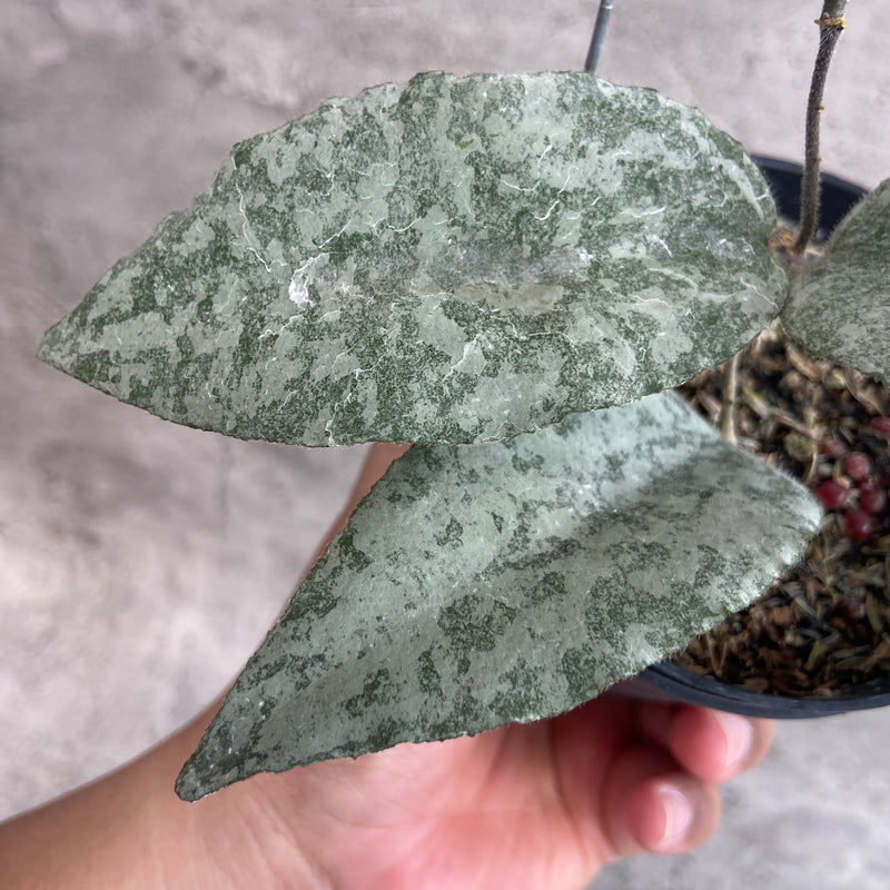 FS6-10 Hoya Caudata Leopard