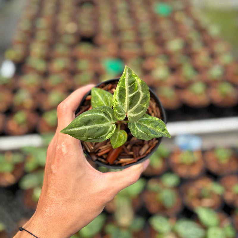 Anthurium SKG Self