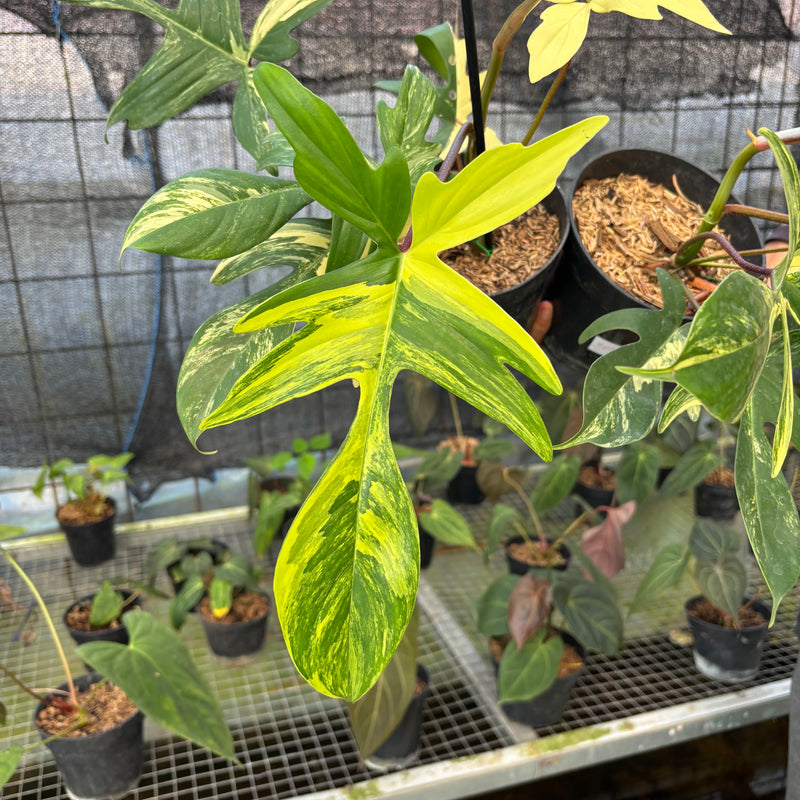FS71-9 Philodendron Florida Beauty Mature Size (2 pcs)