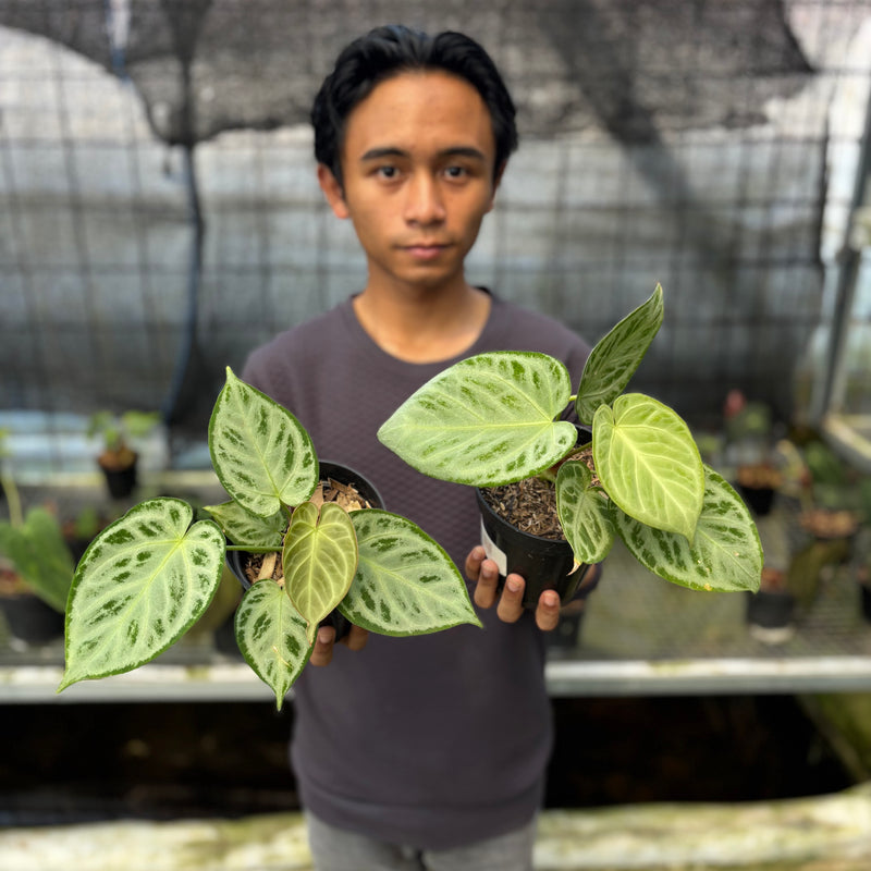 FS49-9 Anthurium Silver Chrome Full Silver (2 pcs)