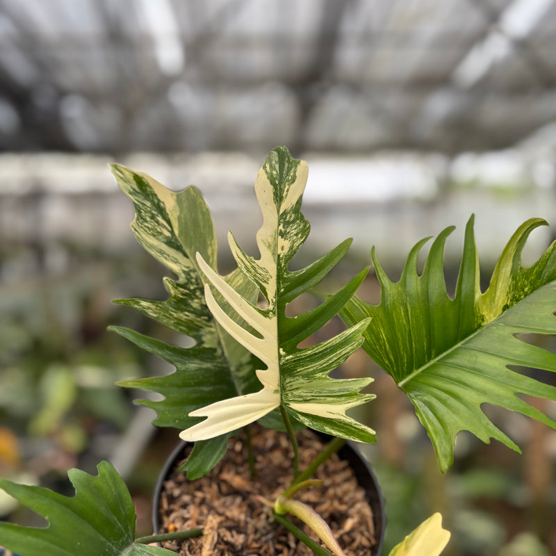 FS63-10	Philodendron Florida Beauty x Tortum Variegated
