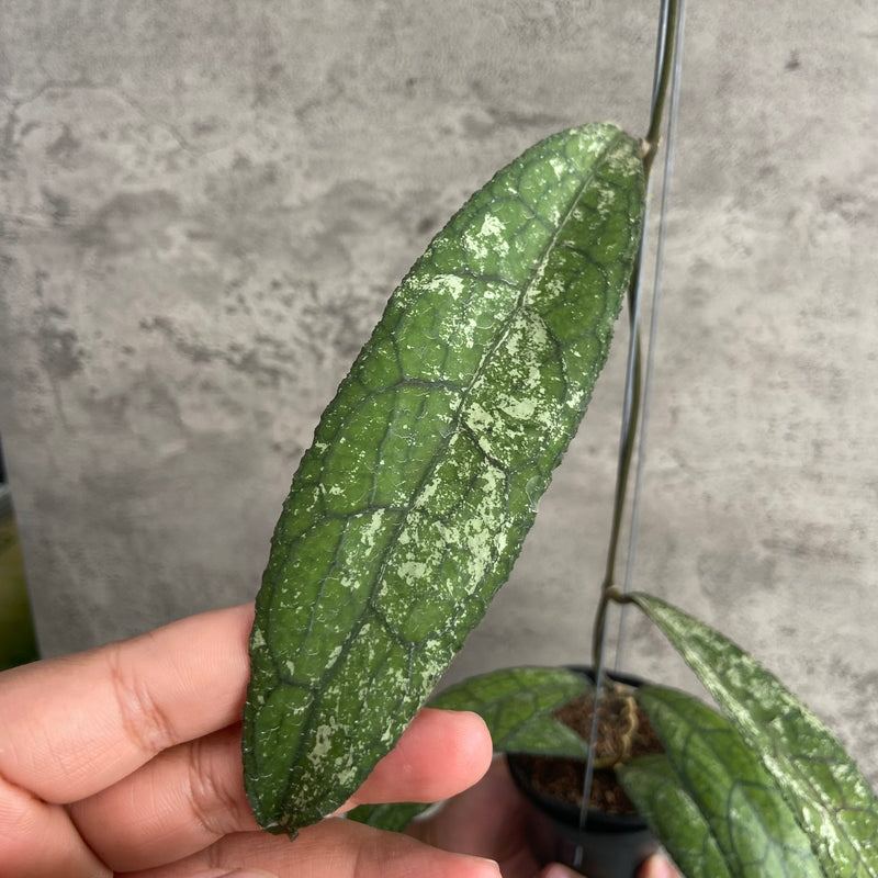 FS8-10 Hoya Clemensiorum Borneo Splash