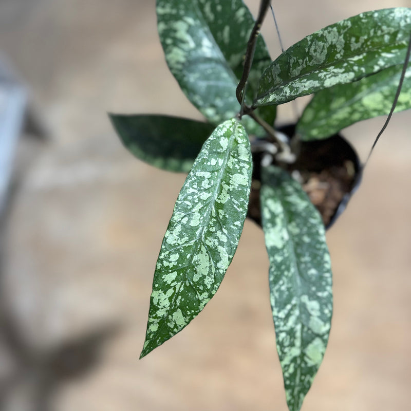 Hoya SP Aceh Lover Tears