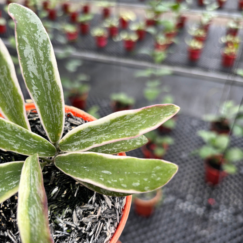 Hoya Sigillatis Albomarginata