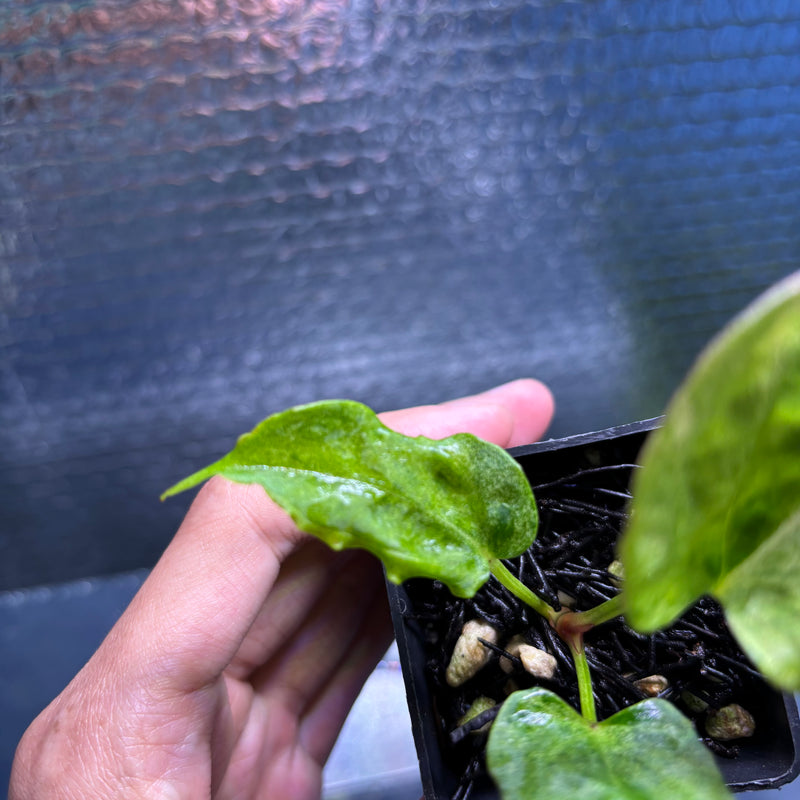 FS81-9 Anthurium Fortsherman x Darkphoenix Variegated