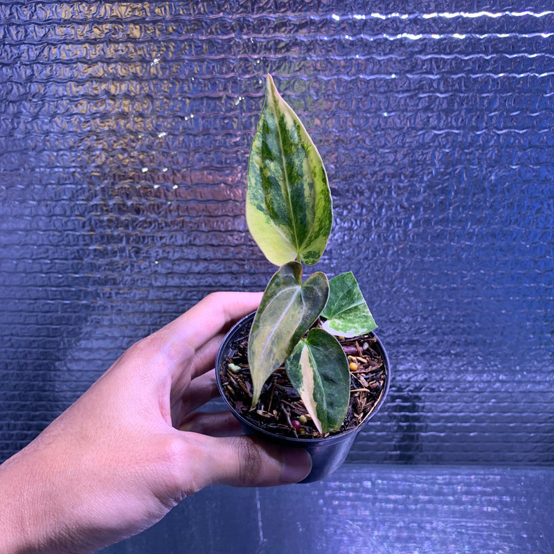 FS69-8 Anthurium Silver Butterfly x Michelle Variegated