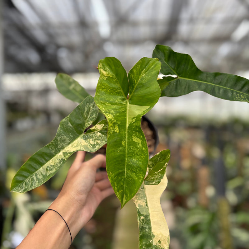 FS55-10	Philodendron Domesticum x Atabaphoense Variegated
