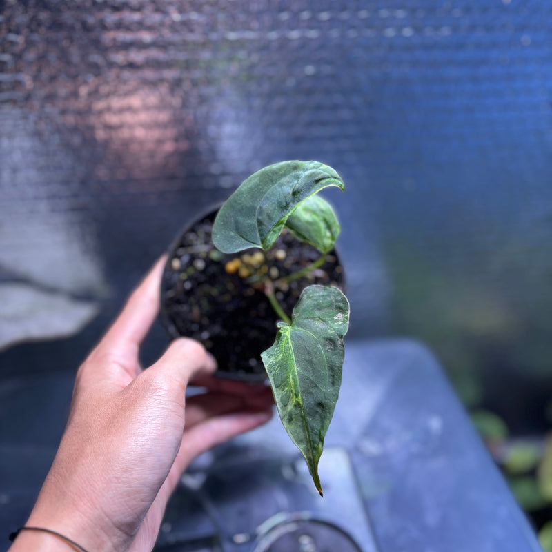 FS79-10 Anthurium Papilillaminum Mutation