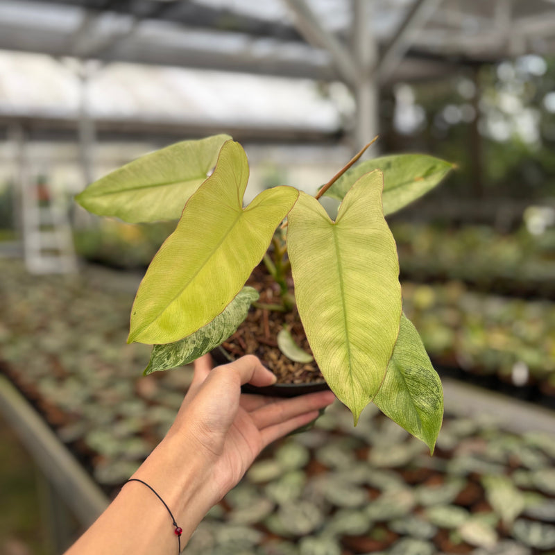Philodendron Paraiso Verde Mint