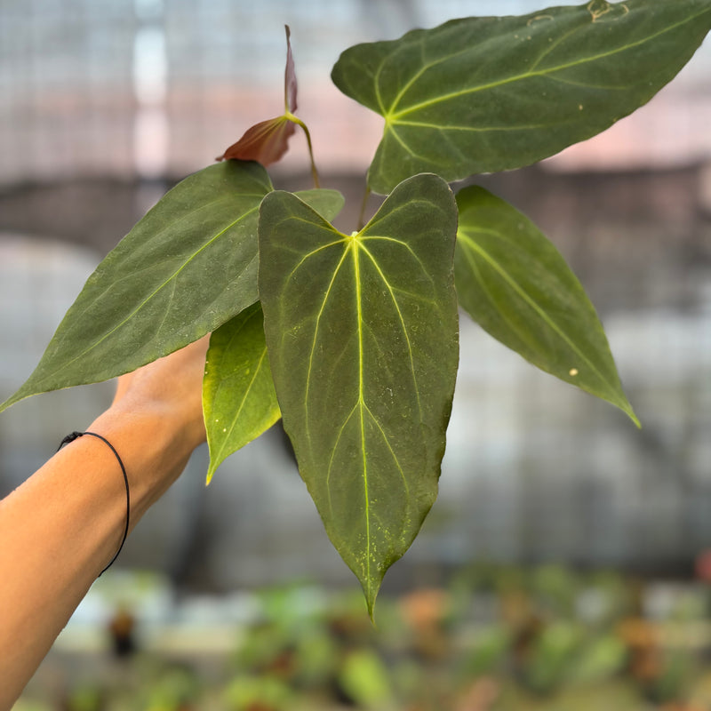 FS66-9 Anthurium Fortsherman x GOG