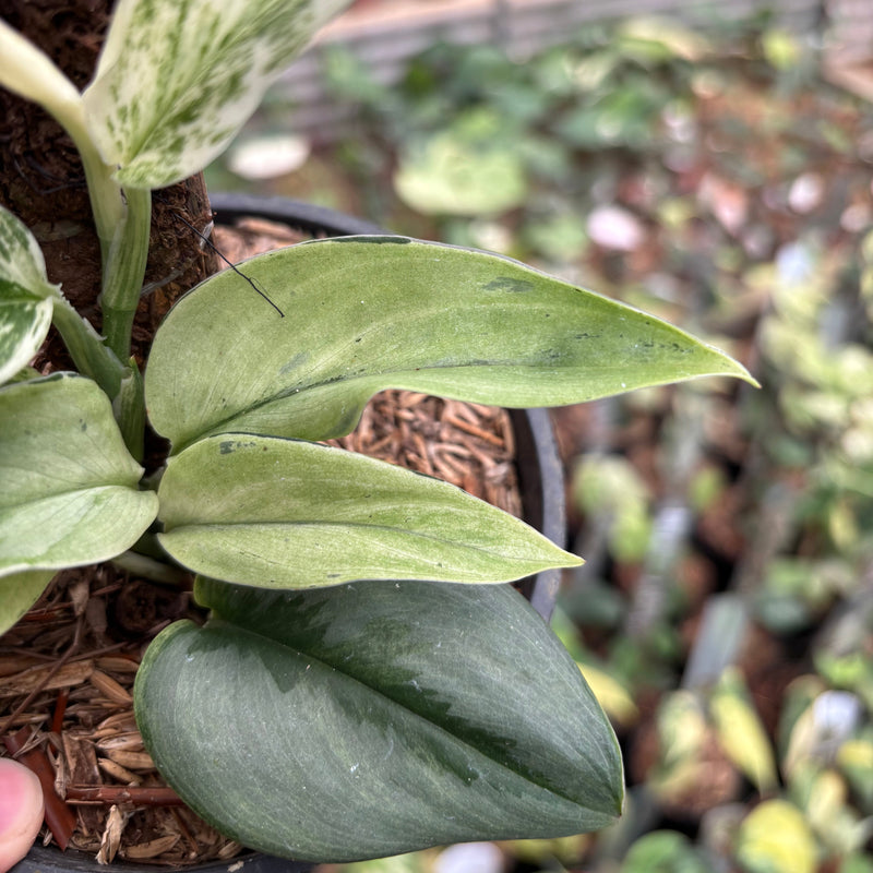 Scindapsus Superstar