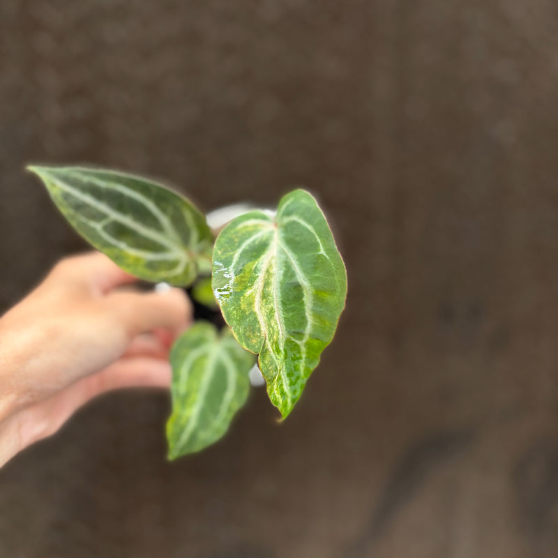 FS76-10 Anthurium BVIT x Michelle Variegated