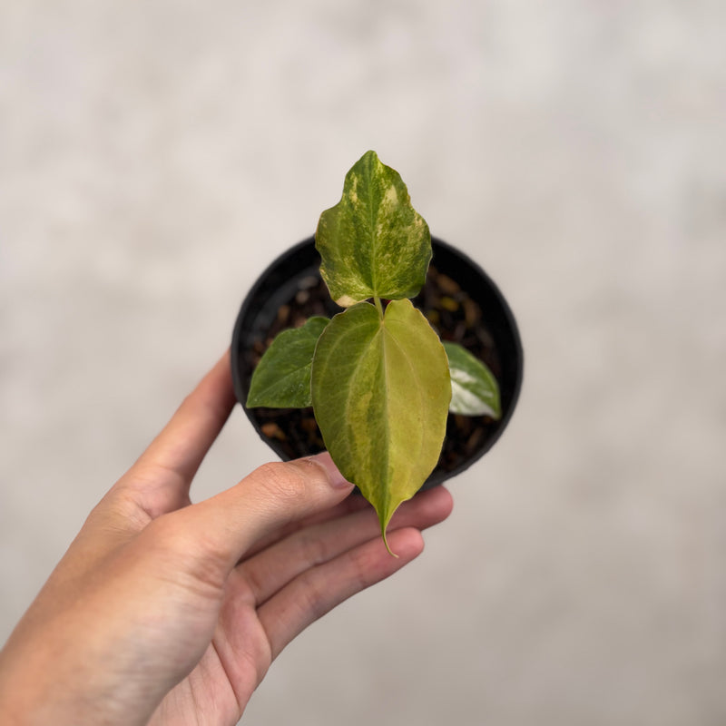 Anthurium Golden Sunrise x AOS Tezula x papilillaminum ORYN