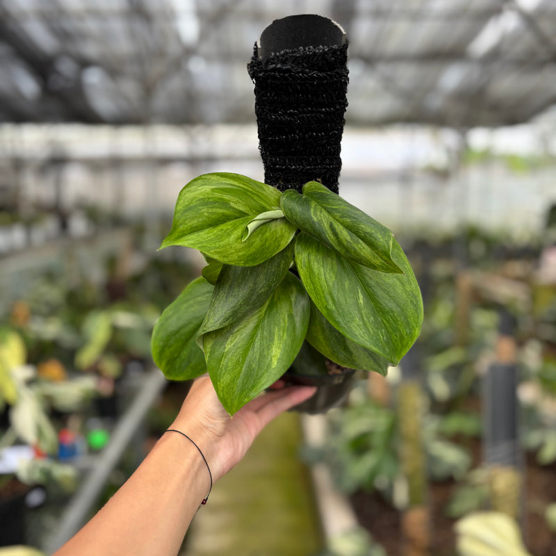 FS53-10	Scindapsus Moonlight Aurea