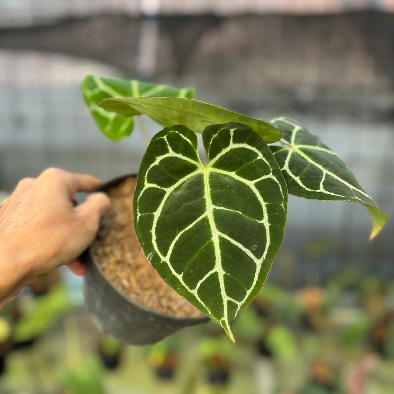 FS60-9 Anthurium Crystallinum Red Stem
