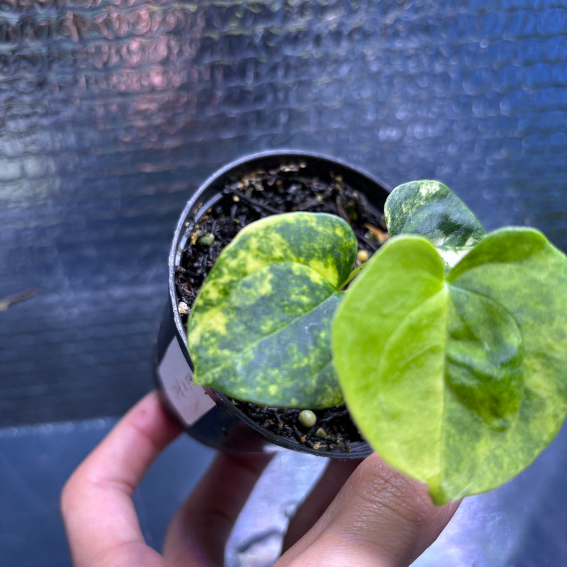 FS78-9 Anthurium KOS x AOS Variegated