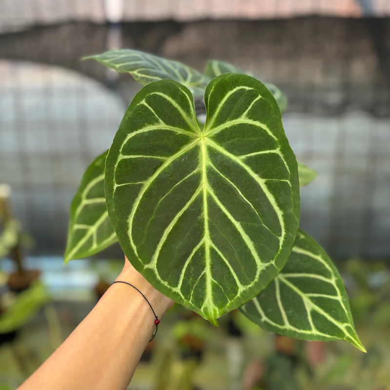 FS61-9 Anthurium Papilillaminum x Magnificum