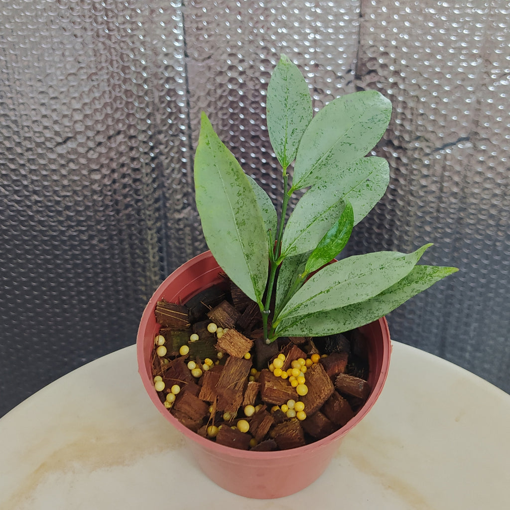 HOYA ロヘリ 250808 21 HoyaVerticillataSilverVN-