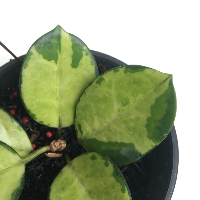 RP131 Hoya Australis Lisa (BGR)