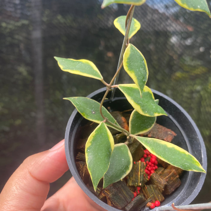 Hoya Bakaoensis Albomarginata (Exact Plant - NOV31)
