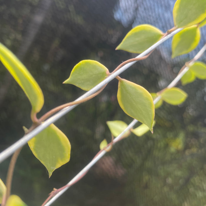 Hoya Bakaoensis Albomarginata (Exact Plant - NOV31)