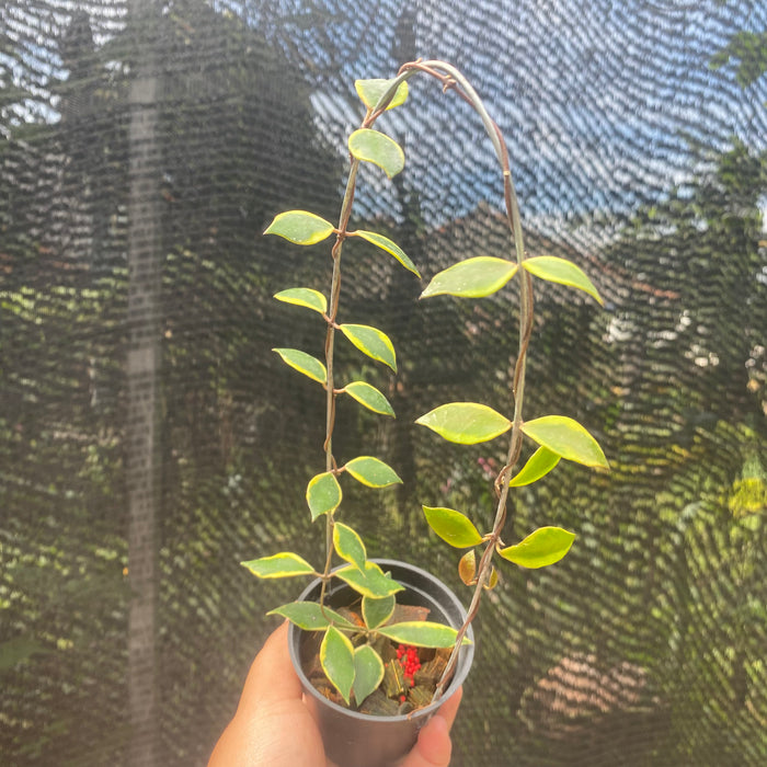 Hoya Bakaoensis Albomarginata (Exact Plant - NOV31)