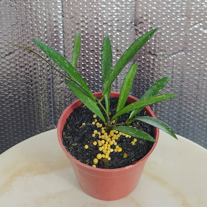 Hoya Bamboo Leaf Last Splash