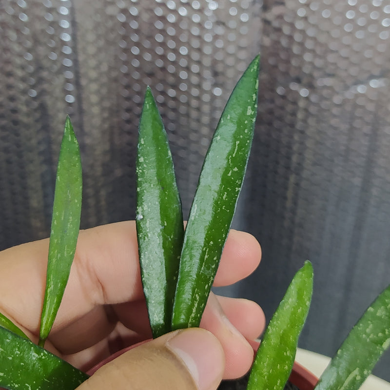 Hoya Bamboo Leaf Last Splash