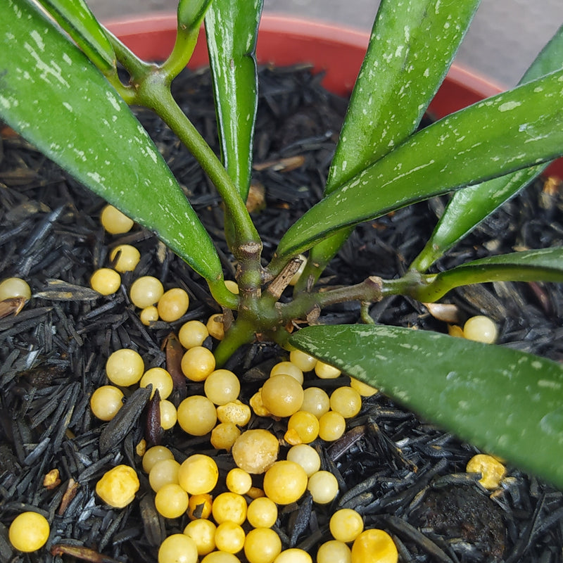Hoya Bamboo Leaf Last Splash