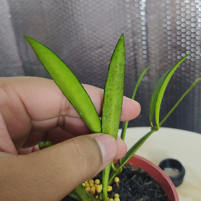 Hoya Bamboo Leaf Last Splash