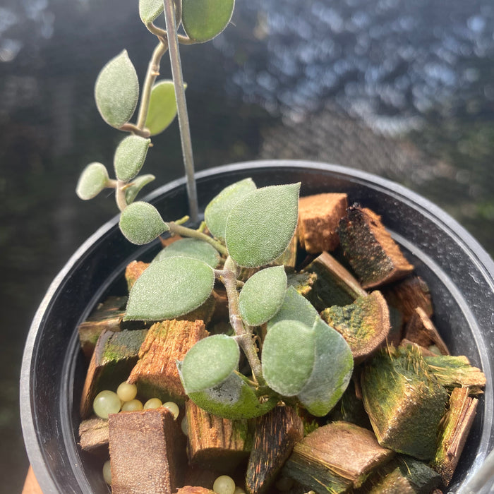Hoya Boyceii (Exact Plant - NOV33)