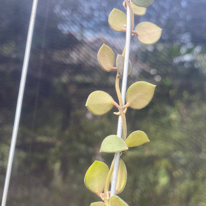 Hoya Boyceii (Exact Plant - NOV33)