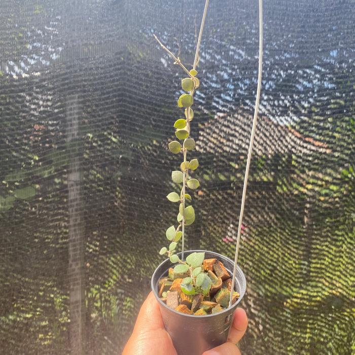 Hoya Boyceii (Exact Plant - NOV33)