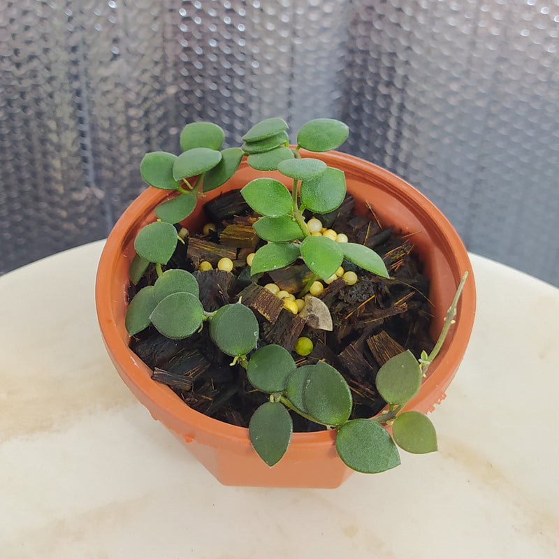 Hoya Boyceii