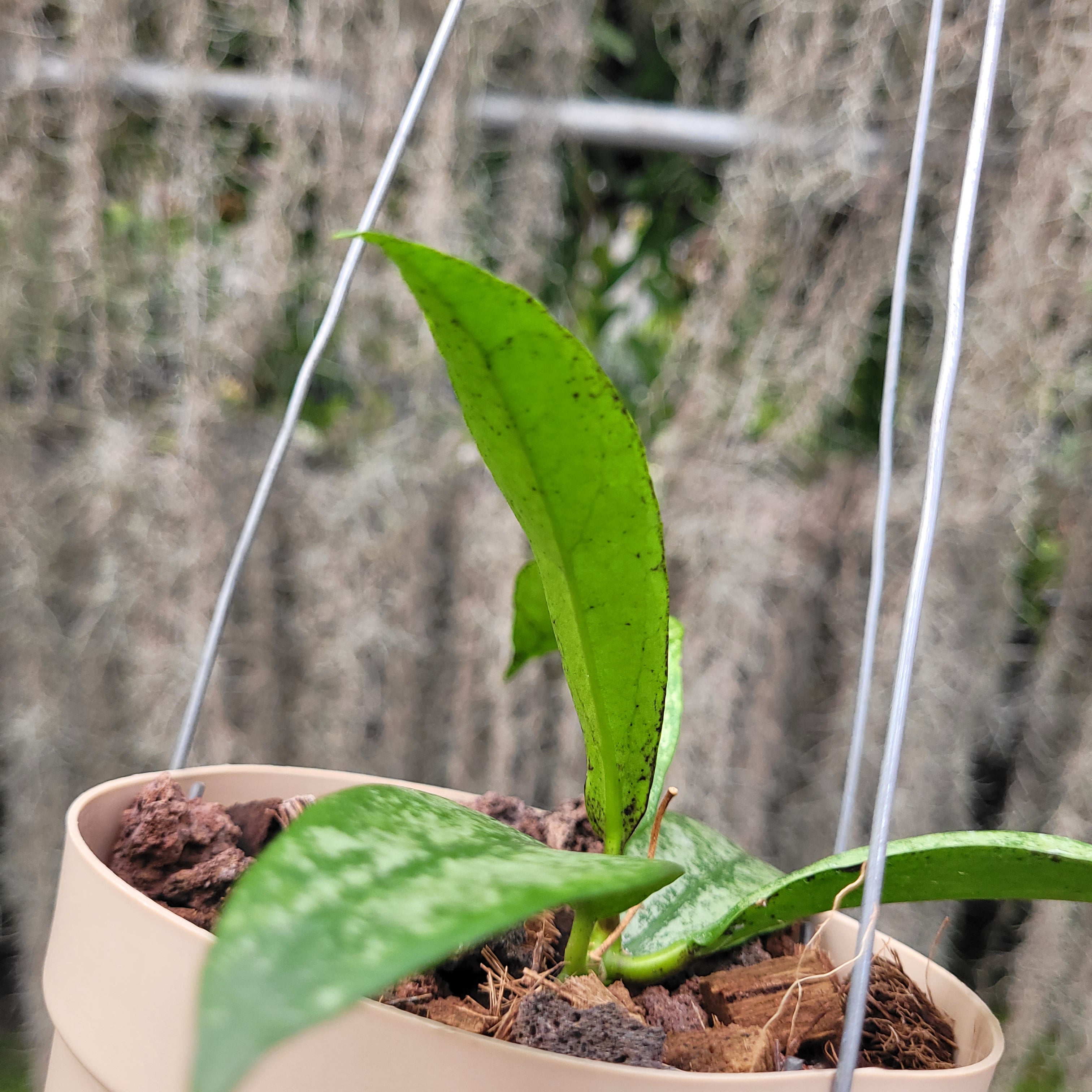 Hoya Buntokensis Purnama — Aroidasia