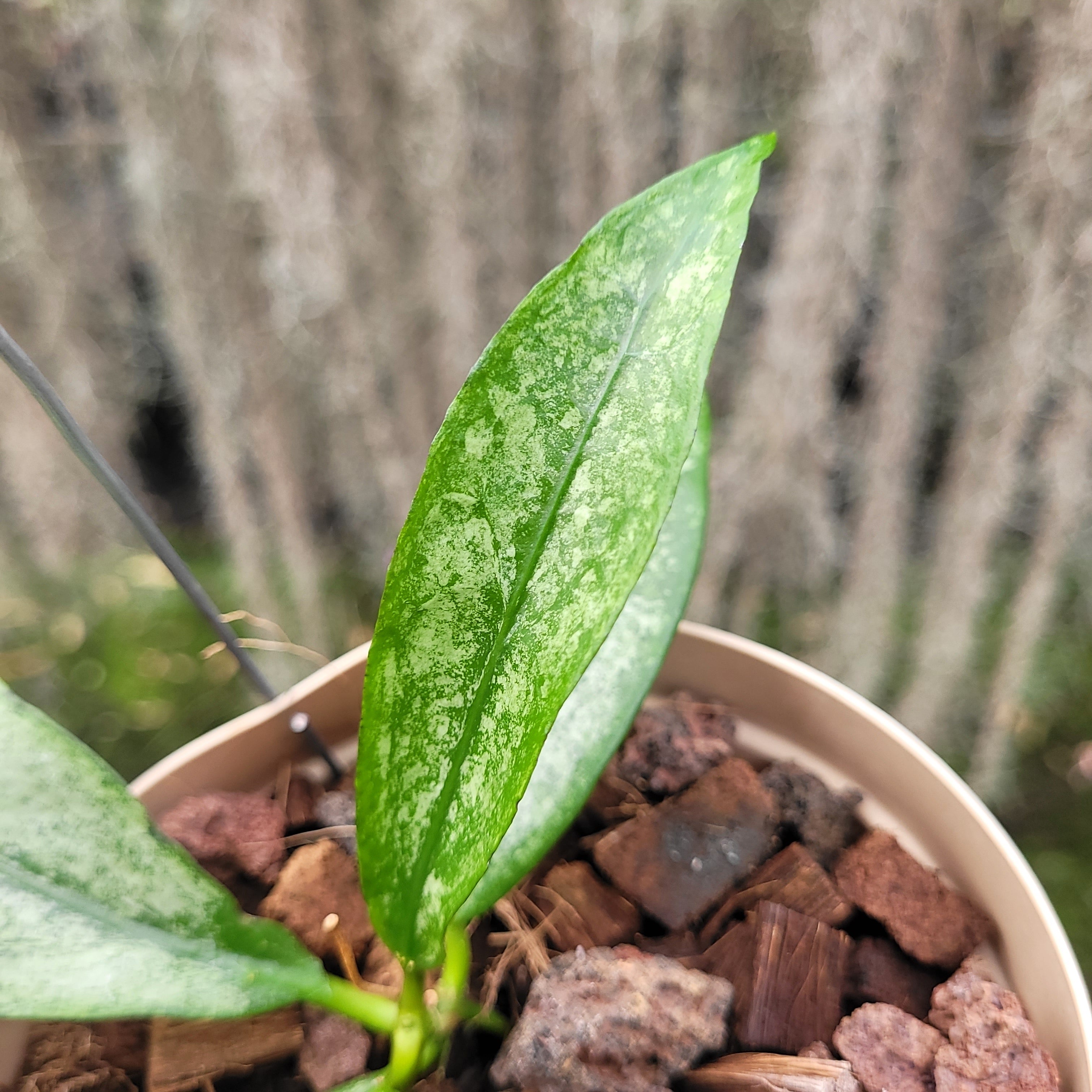 Hoya Buntokensis Purnama — Aroidasia